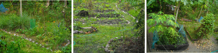 Images of rain in tropical garden