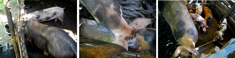 Images of tropical backyard pigs