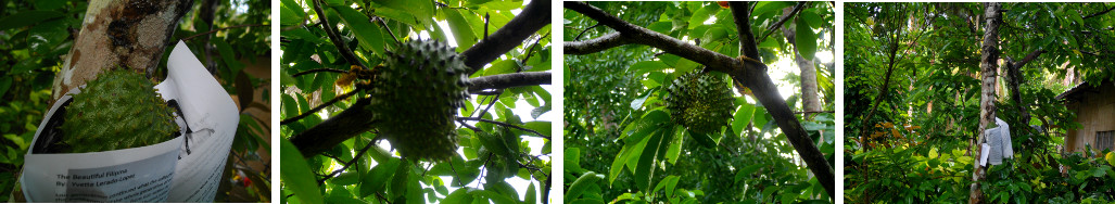 Images of guyabana fruit growing