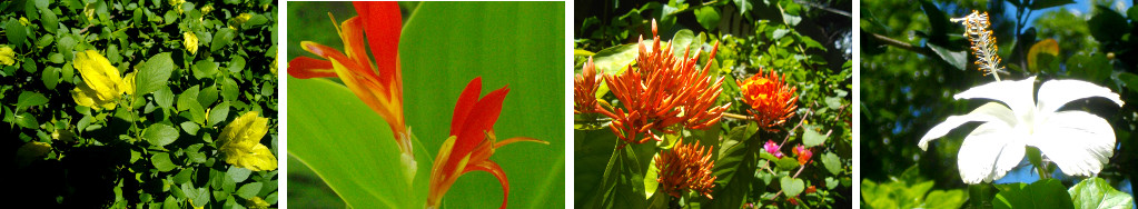 Images of July flowers in a tropical garden