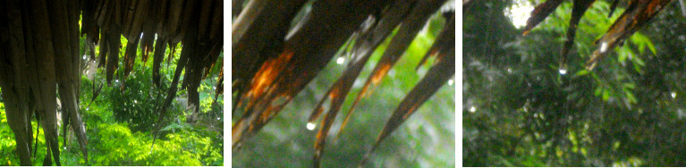 Images of light tropical rain