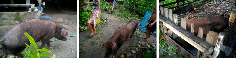 Images of unfettered pig taken for a walk in a tropical
        garden