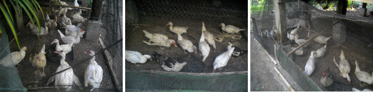 Images of muscovy ducks in a temporary
        pen
