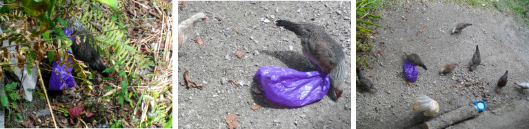 Images of hen stuck with plastic bag
