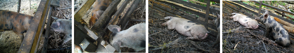 Images of pigs