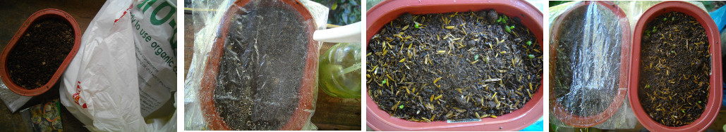 Images of pots with newly sown Cactus seeds