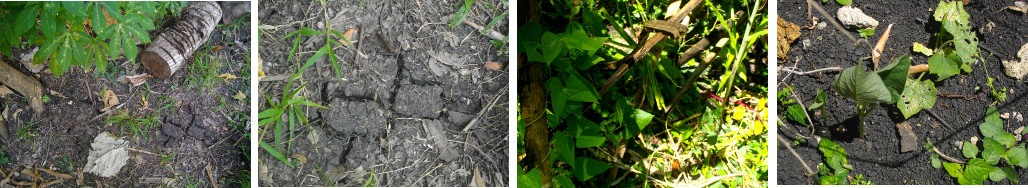 Images of plants in dry tropical
          soil in different conditions