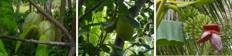 Images of Cocoa, Jack Fruit and Banana
        growing