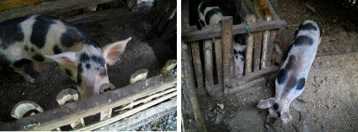Images of pigs in pens