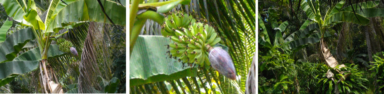 Images of banana fruit growing