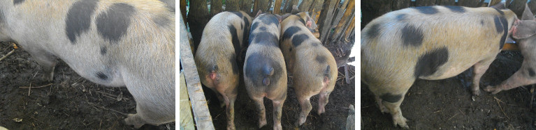 Images of pigs
