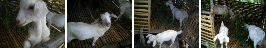 Images of 2 month old baby goat