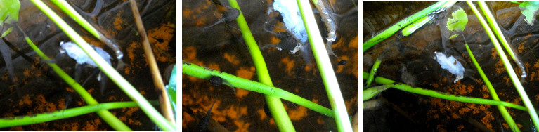 Images of tadpoles inn pond