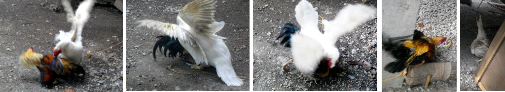 Images of duck and rooster fighting