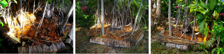 Images of tropical garden patch around coconut tree
        stump