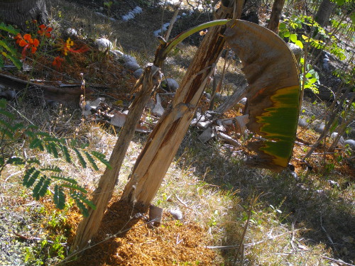 Image of banana tree during a drought