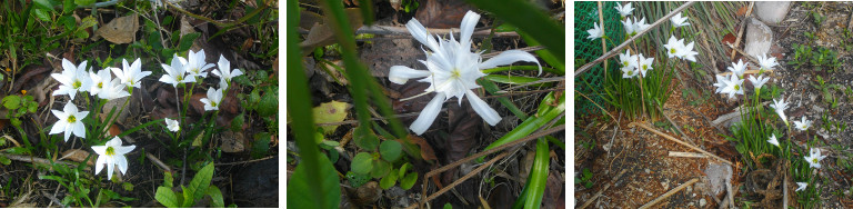 Images of white flowers in tropical
        garden