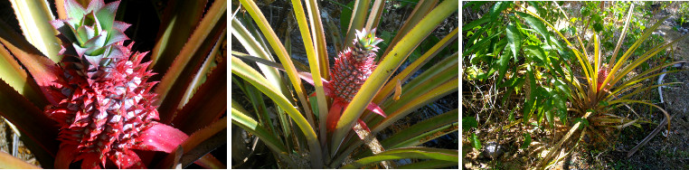 Images of pineapple growing in a
        tropical garden during a droughjt