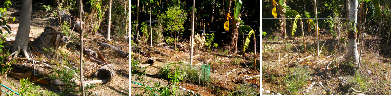 Images of drought stricken tropical garden