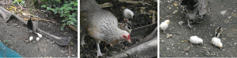 Images of newly born chicks in tropical bacyard garden