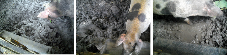 Images of mud in tropical backyard pig pens