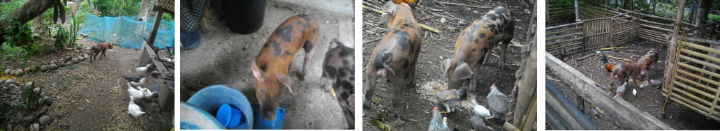Images of piglets, escaped and back in
        the pen