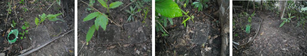 Images of recently sowed areas in tropical garden