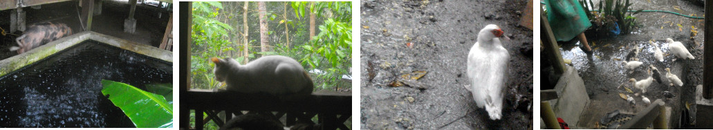 Images of animals in tropical garden
        during rain