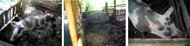 Images of pig in tropical backyard pen