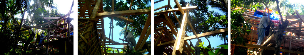 Images of Chesa Tree near tropical
        house with workimen changing the roof