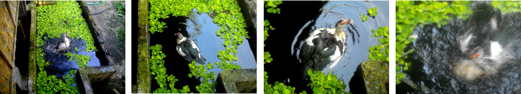 Images of Duck swimming in a pond