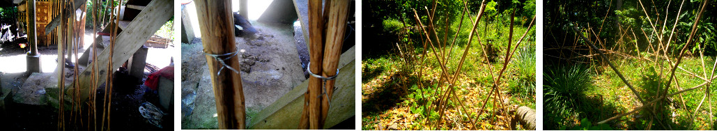 IMages of sticks used to make trellis
        for beans