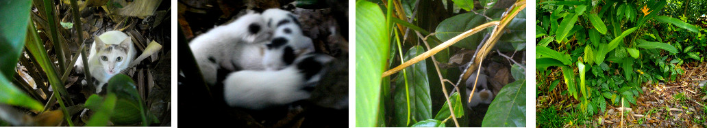 Images of kittens hidden in a tropical
        garden