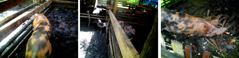 Images of tropical backyard pigs in pens