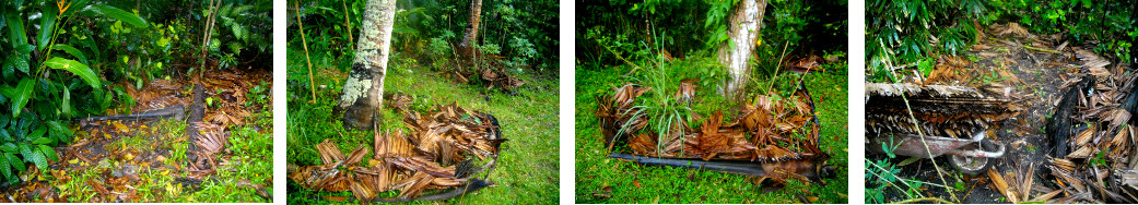Images of old nipa roof distributed over garden patches