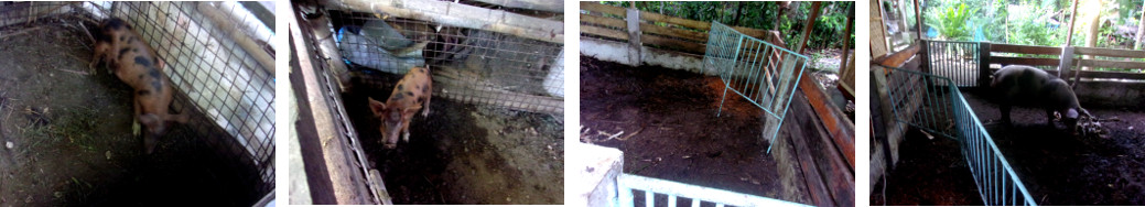Images of tropical backyard pigs alone
        in their pens
