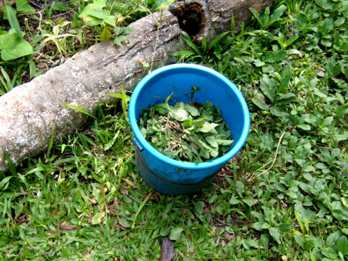 Image of bucket of weeds pulled from grass area in
        tropical backyard