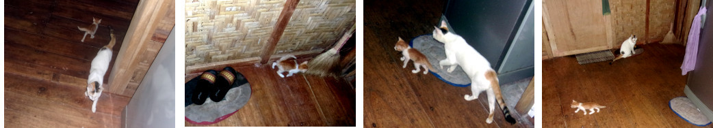 Images of young kitten out exploring.