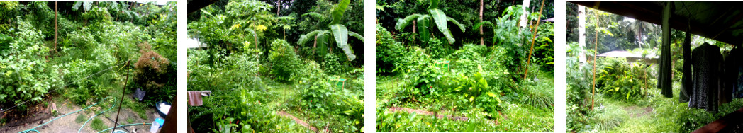 Images of tropical backyard garden after night storm