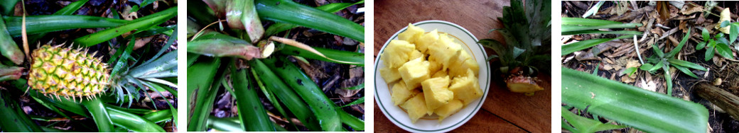 Images of pinapple picked, eaten and
        replanted