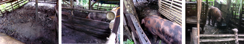 Images of tropical backyard boar moved to another pen
        after escaping
