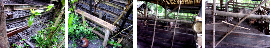Images of damaged and repaired tropical backyard pig pen
        fences