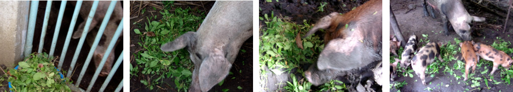 Images of weeds being fed to tropical
        backyard pigs