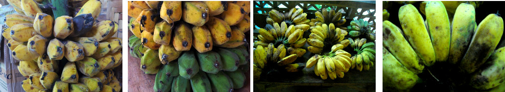 Images of home grown bananas