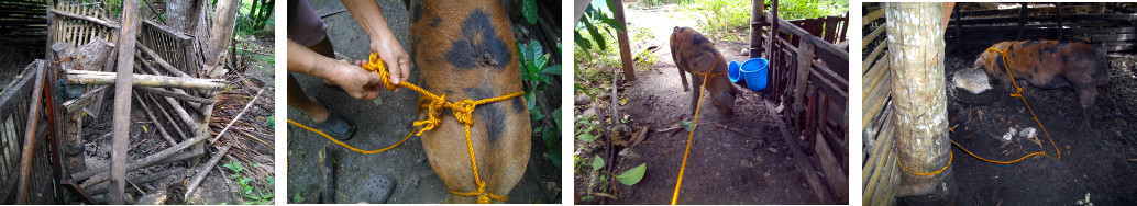 Images of tropical backyard boar being tied up