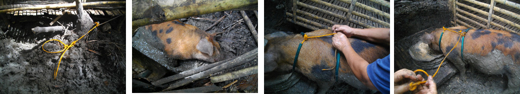 Images of tropical backyard boar being tied up with
            a rope harnass