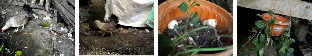 Images of hen with newly hatched chicks from a hanging
        basket in tropical backyard