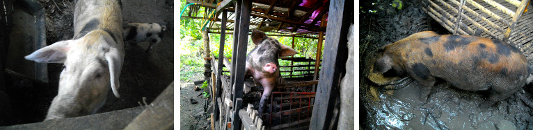 Images of three tropical backyard pigs for sale