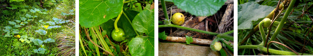 Images of squash growing in tropical garden