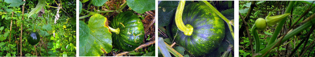 Images of Squash growing in tropical backyard